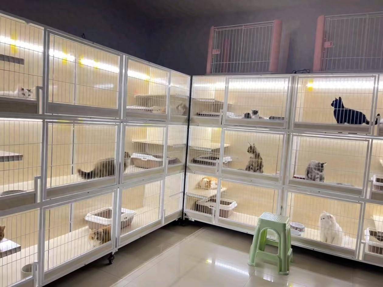 成都买比熊犬首页网站哪里买谱安？