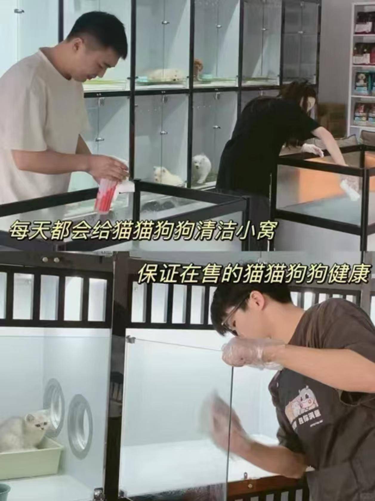 成都买比熊犬首页网站哪里买谱安？